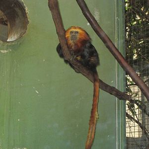 Golden-Headed Lion Tamarin
