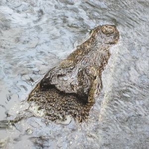 Cuban Crocodile