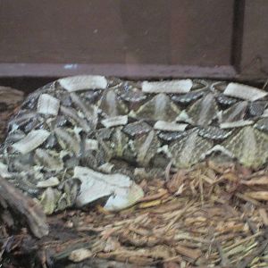 Gabon Viper