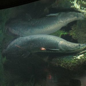 Arapaima