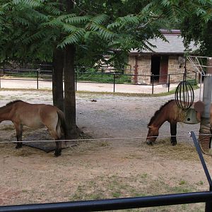 Przewalski's Horse