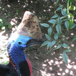 Southern cassowary