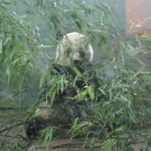 Giant Panda