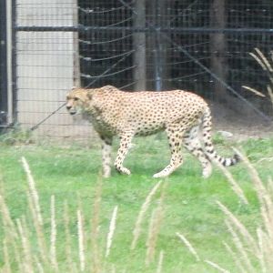 Cheetah