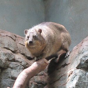 Rock Hyrax