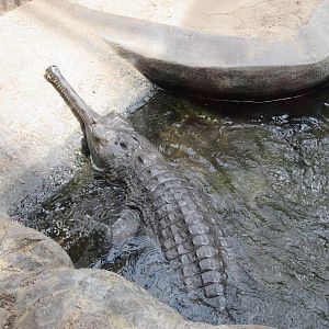 Gharial