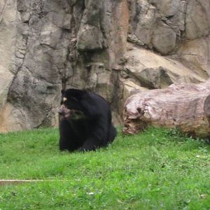 Andean Bear
