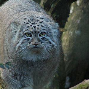 Pallas Cat - 6th February 2015