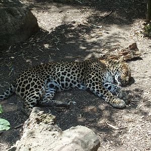 Sri lanken leopard