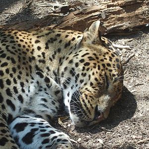 close up of Sri lanken leopard