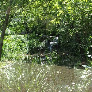 sri lanken  leopard enclosure through glass
