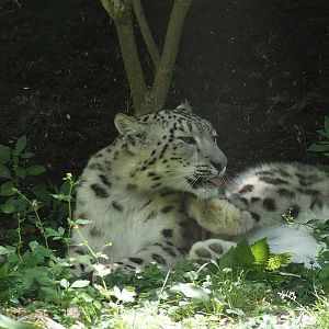 Snow leopard Asia zone