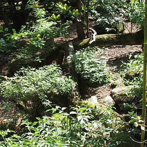 Asia zone red panda enclosure