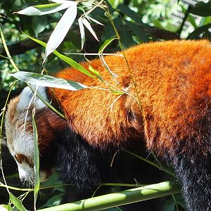 one of the residents