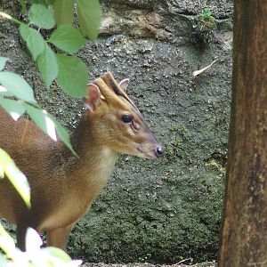 Reeves Muntjac