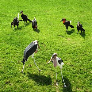 Southern Ground Hornbills and Marabou Storks