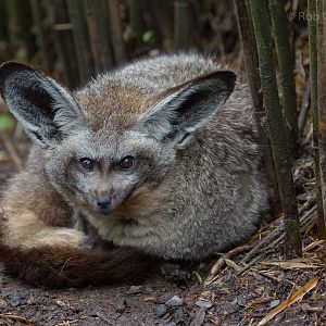 Bat-eared fox : Exmoor Zoo : 22 May 2015