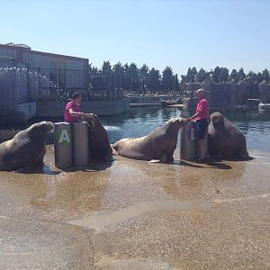 Dolfinarium Walruses