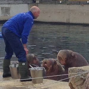 Walruses Raisa, Rosita and Nikolai