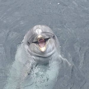 Honey the Dolphin.