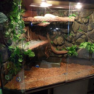 New burmese python terrarium