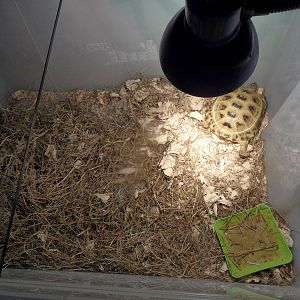 Russian tortoise