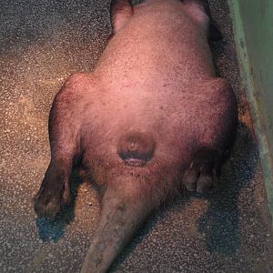 Female aardvark