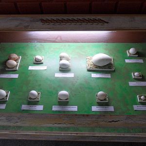 Bird egg exhibit - closeup