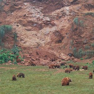 Brown Bears at Cabarceno, 11/06/15