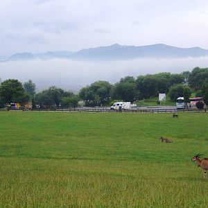 Savannah Paddock at Cabarceno, 11/06/15