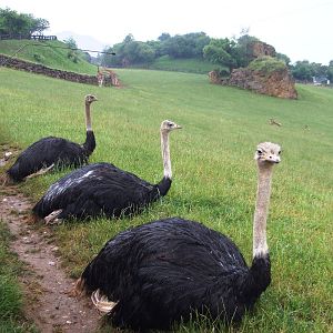 Ostriches at Cabarceno, 11/06/15