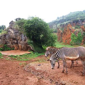 Grevy's Zebra Paddock at Cabarceno, 11/06/15