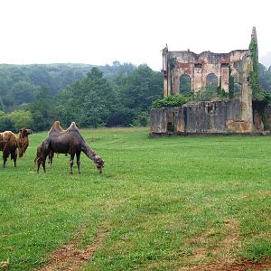 Camel Paddock at Cabarceno, 11/06/15