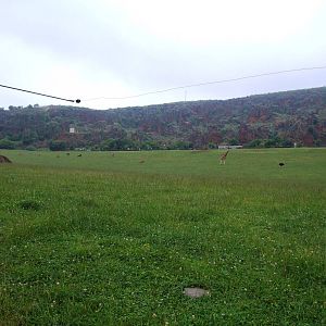 Savannah Paddock at Cabarceno, 11/06/15