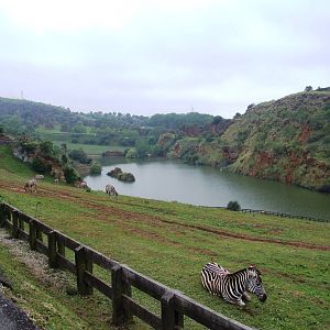Plains Zebra Enclosure at Cabarceno, 11/06/15