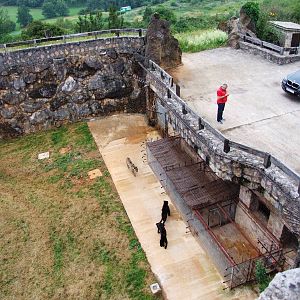 Jaguar Viewpoint at Cabarceno, 11/06/15