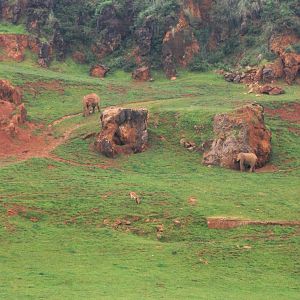 African Elephants (and Kafue Lechwe) at Cabarceno, 11/06/15