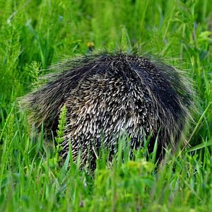 Business end of a North American Porcupine - Alaska