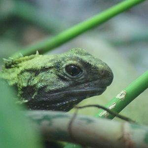 Northern tuatara