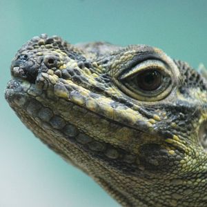 Philippine sailfin lizard