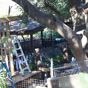 Chital deer exhibit additions