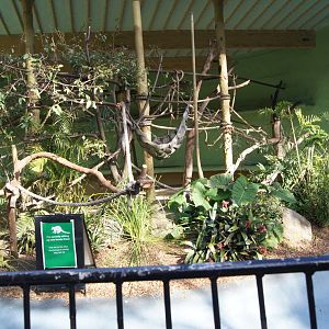 Male Goodfellow's tree kangaroo exhibit (formerly spider monkeys)
