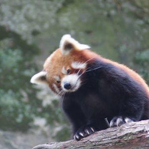 Red panda