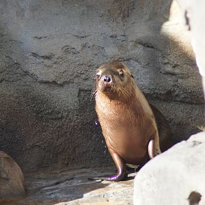 Australian sea lion pup Max