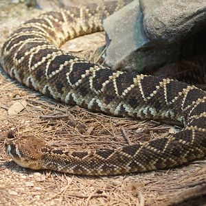 Eastern diamondback rattlesnake