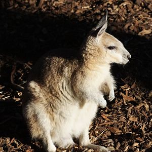 Northern nailtail wallaby