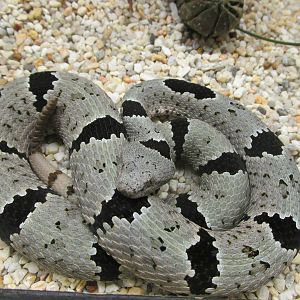 banded rock rattlesnake chapultepec zoo