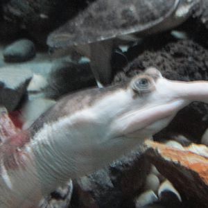 mexican spiny softshell turtle chapultepec zoo