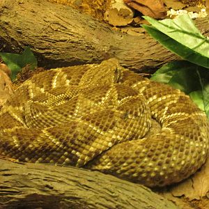 mexican green rattlesnake chapultepec zoo