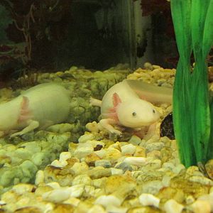 axolotl chapultepec zoo